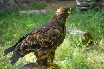 Portrait of a large bird of prey on a natural background
