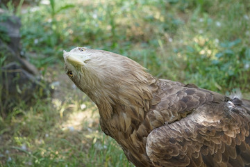 Portrait of a large bird of prey on a natural background