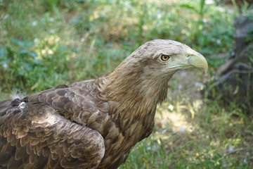 Portrait of a large bird of prey on a natural background