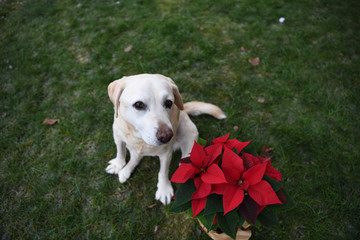 cane natale auguri labrador