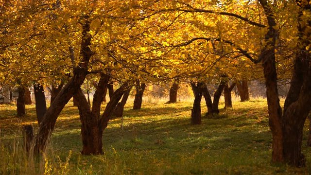 Capitol Reef National Park Mule Deer Autumn Foliage Fruita Utah