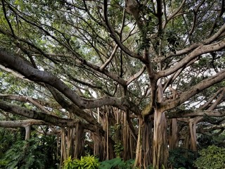 Large Banyan Tree Trunk and Limbs