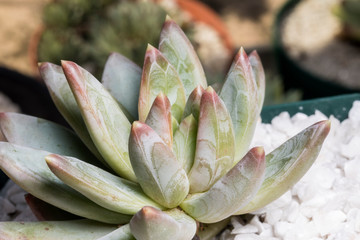 Succulent plant
