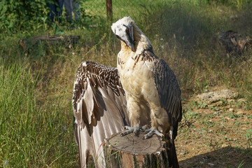 Portrait of a large bird of prey on a natural background