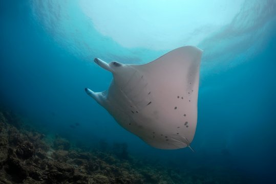 Reef Manta Ray (Mobula alfredi) swim in the blue water, Indian Ocean, Maldives, Asia