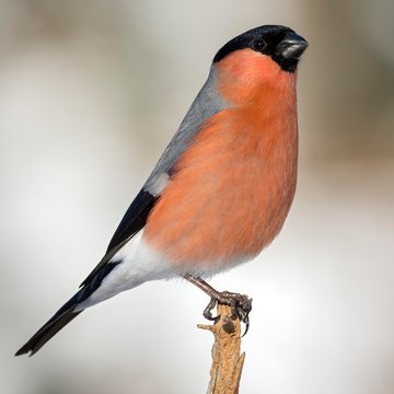 Eurasian bullfinch (Pyrrhula pyrrhula), male, sitting on branch, Tyrol, Austria, Europe