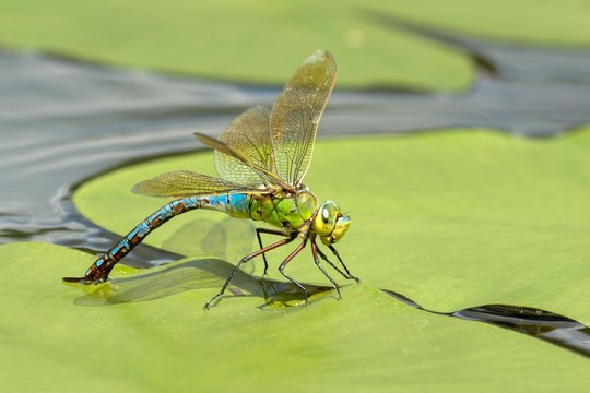 Emperor dragonfly (Anax imperator), female, laying eggs on a pond rose leaf in water, Burgenland, Austria, Europe