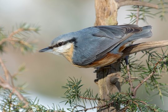 Eurasian nuthatch (Sitta europaea) at the juniper bush (Juniperus), Tyrol, Austria, Europe