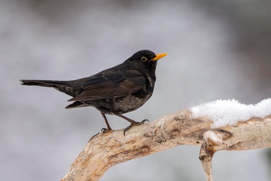 Blackbird (Turdus merula) sits on a branch with snow, male, Tyrol, Austria, Europe