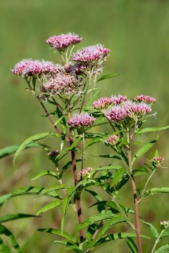 Red boneset (Eupatorium fistulosum 'Atropurpureum'), Burgenland, Austria, Europe