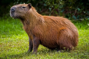 Capybara sitting on grass, Brazil
