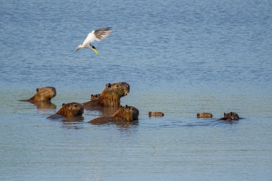 Capybaras (Hydrochoerus hydrochaeris), group in water with Large-billed tern (Phaetusa simplex), Pantanal, Mato Grosso do Sul, Brazil, South America