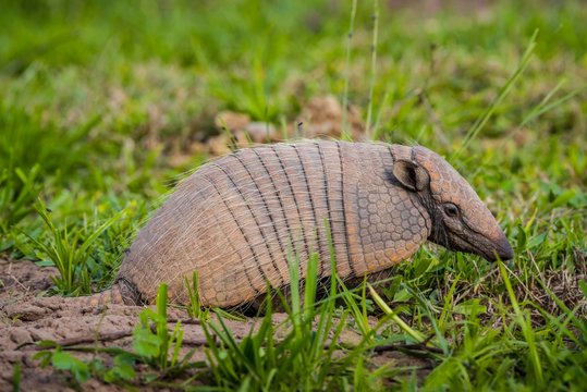 Big hairy armadillo (Chaetophractus villosus), Pantanal, Mato Grosso do Sul, Brazil, South America