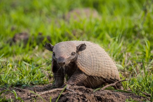 Big hairy armadillo (Chaetophractus villosus), Pantanal, Mato Grosso do Sul, Brazil, South America