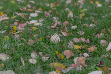 Autumn leaves on green grass