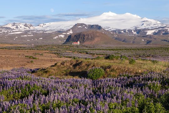 Landscape with blue Nootka lupins (Lupinus nootkatensis), parish church Ingjaldsholl in front of snow-covered volcano Snaefell with glacier Snaefellsjokul, near Hellissandur, peninsula Snaefellsnes, West Iceland, Iceland, Europe