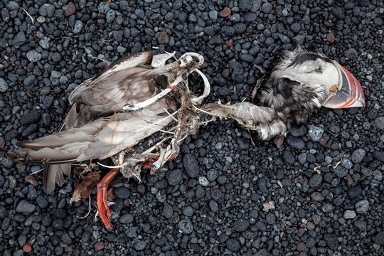 Dead bird on black stones