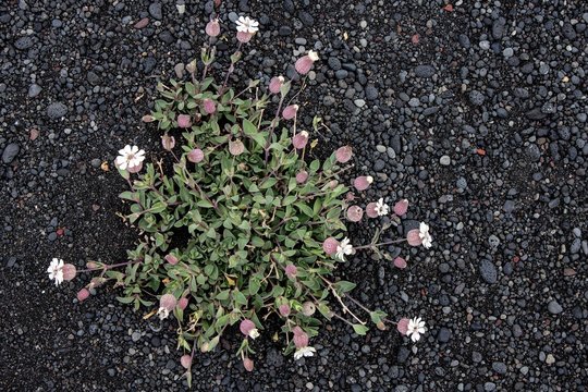 Sea campion (Silene uniflora Roth), also , grows in black lava pebbles, North Iceland, Iceland, Europe