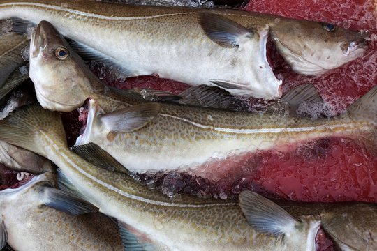 Freshly caught fish, atlantic cod (Gadus morhua), fishing port of Husavik, Northern Iceland, Iceland, Europe