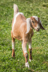 Naklejka na ściany i meble Goat on Pasture