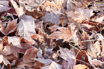 pile of frosty autumn leaves