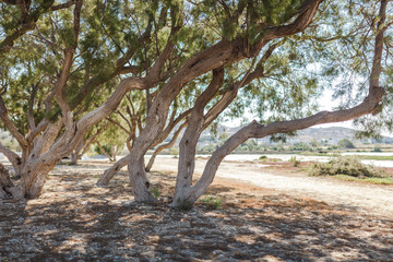 Meer Strand Sand Bäume