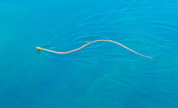 Dice Snake (Natrix tessellata), swimming in the lake, Lake Ohrid, Albania, Europe