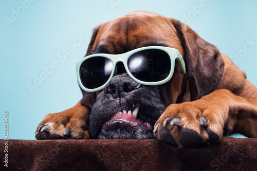 Close Up On Dog S Head With Sunglasses Showing Anger Stock