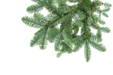 Pine tree branches isolated white background Christmas decoration