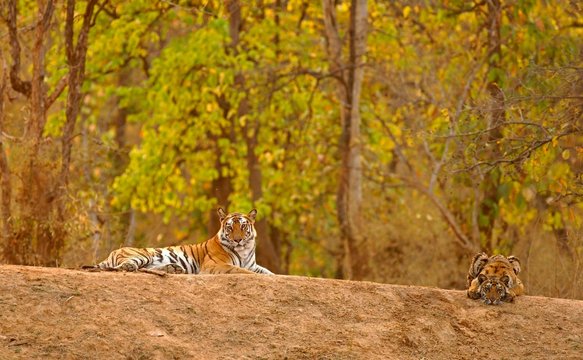 Bengal tiger (Panthera tigris tigris), tigress with young lying on a hill, Bandhavgarh National Park, Madhya Pradesh, India, Asia