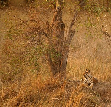 Bengal tiger (Panthera tigris tigris), resting under tree, alert, Kanha Tiger Reserve, India, Asia