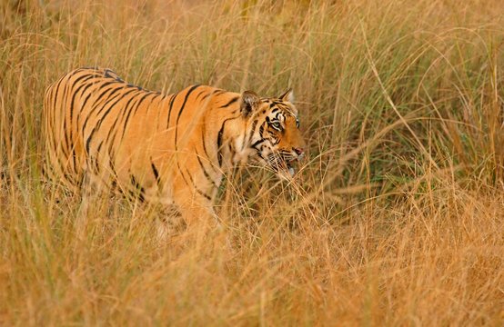 Bengal tiger (Panthera tigris tigris), sneaking attentively through the grass, Tadoba Tiger Reserve, Maharashtra, India, Asia