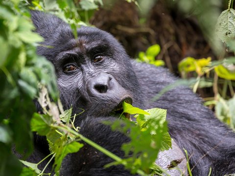 Mountain gorilla (Gorilla beringei beringei), silverback, animal portrait, feeding, Bwindi Impenetrable National Park, Uganda, Africa