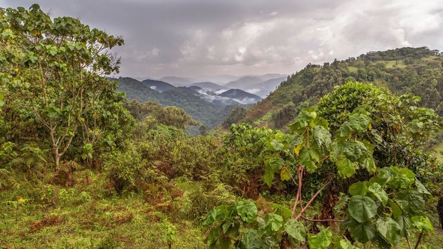 Tropical rainforest, hilly landscape with clouds in the back, Bwindi Impenetrable National Park, Uganda, Africa