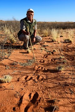 Ranger shows traces of Oryx in Sand, South Africa