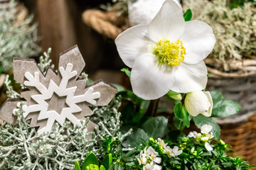 Floral winter arrangement with white flowers of Helleborus and a snowflake. Floral Christmas...