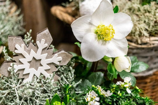 Floral winter arrangement with white flowers of Helleborus and a snowflake. Floral Christmas decoration.