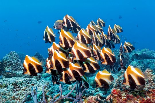 Fish swarm phantom bannerfish (Heniochus pleurotaenia) Indian Ocean, Maldives, Asia