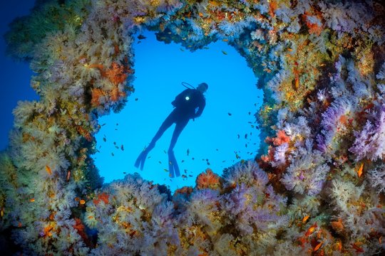 Diver, breakthrough in the overhang densely overgrown with soft corals (Alcyonacea), blue, hanging, Indian Ocean, Maldives, Asia