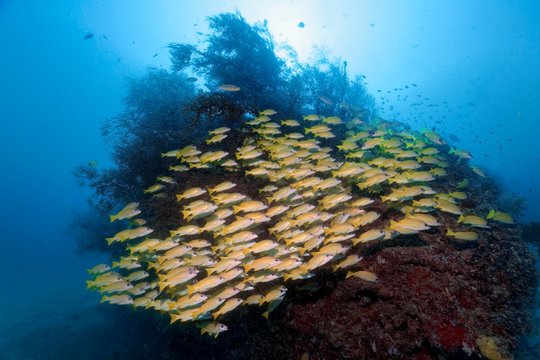 Fish swarm Bluestripe snapper (Lutjanus kasmira) in front of coral block with Bushy Black Coral (Antipathes dichotoma), Indian Ocean, Maldives, Asia