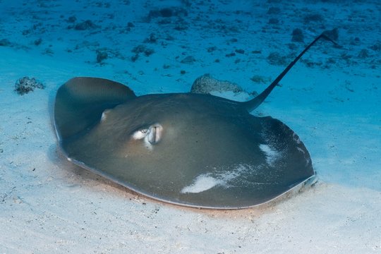 Pink whipray (Himantura fai) lies in the sandy bottom of the Indian Ocean, Maldives, Asia