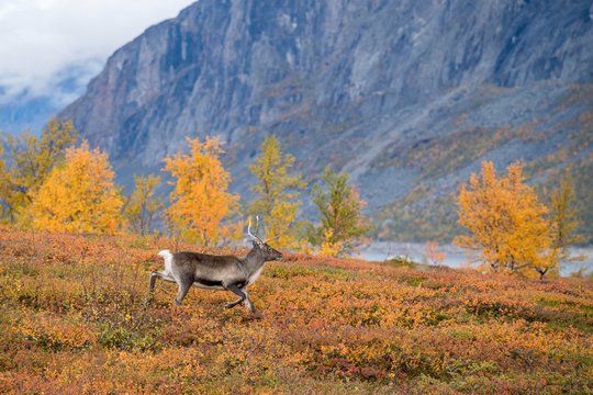 Reindeer (Rangifer tarandus) in autumnal mountain landscape, Stora Sjofallet National Park, Laponia, Norrbotten, Lapland, Sweden, Europe