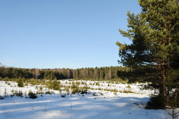 Fototapeta na wymiar Big glade in winter forest
