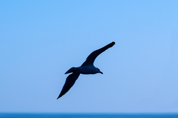 Fototapeta na wymiar Seagull glides over the ocean water, Medeterranean Sea