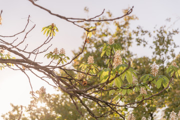 Blossom flowers of a loquat tree with beautiful warm sunset light 