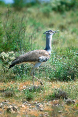Kori Bustard (ardeotis kori)