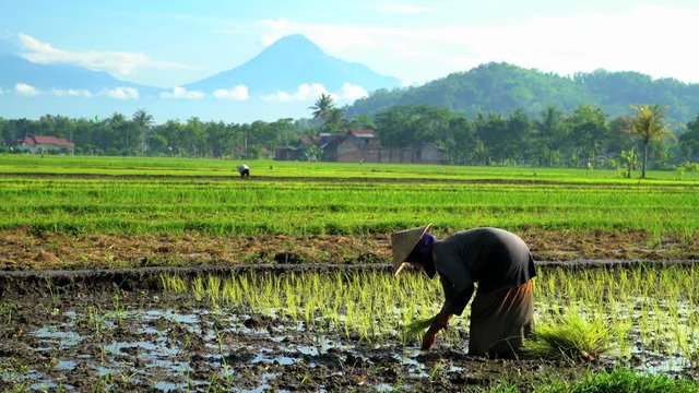 Manual farm worker in tropical rice fields near Mt Merapi volcano Java
