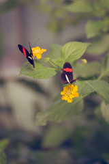 Two butterflies on beautiful flowers in a butterfly garden in Zoo Budapest