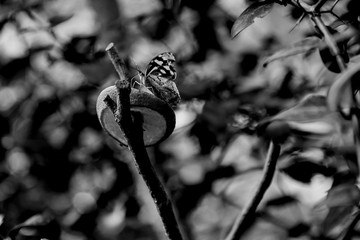 A butterfly on a slice of orange. Butterfly garden at Zoo Budapest, Hungary. Black and white photography