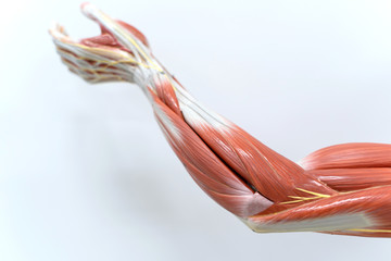 Obraz na płótnie Canvas Muscles of arm for physiology education.